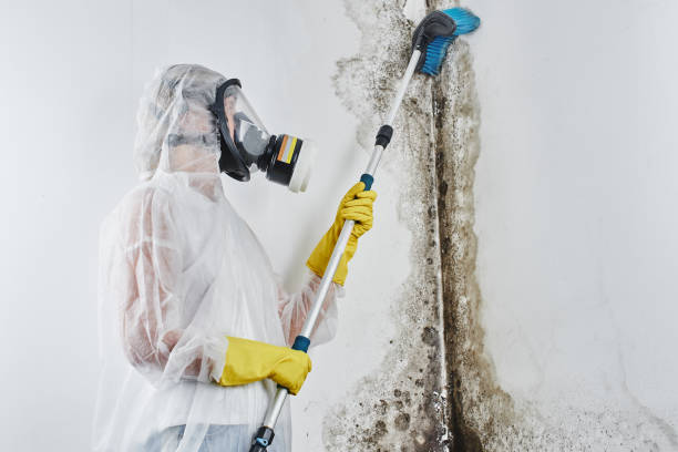 Best Black Mold Remediation in East Sandwich, MA