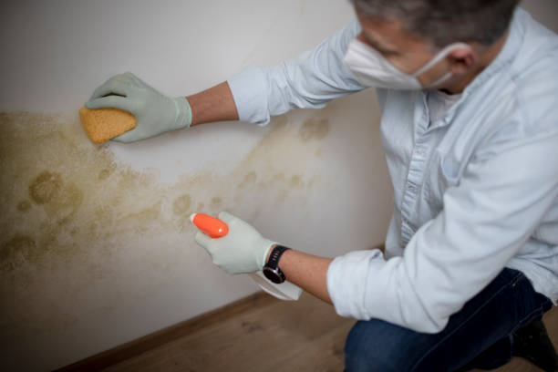 Best Commercial Mold Remediation in East Sandwich, MA