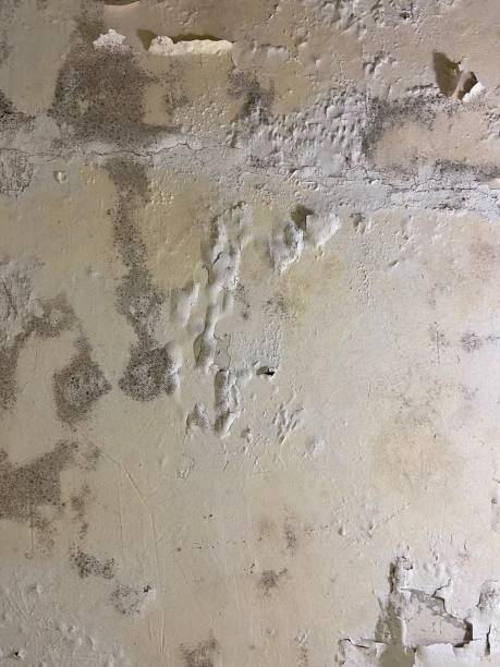 Best Mold Testing and Inspection Services in East Sandwich, MA