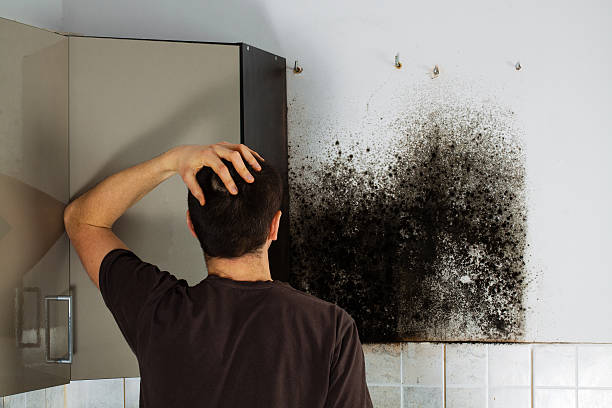 Best Residential Mold Remediation in East Sandwich, MA